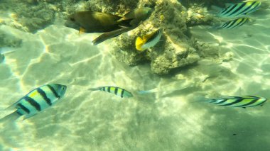 Balık. Balıklar. Mercan kayalıkları. Su altındaki mercan resiflerinde renkli yaşam. Renkli Tropikal Balıklar ve Deniz Hayatı. Sazlıktaki mercan kayalıklarında bir sürü balık var..