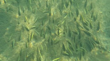 Balık. Balıklar. Mercan kayalıkları. Su altındaki mercan resiflerinde renkli yaşam. Renkli Tropikal Balıklar ve Deniz Hayatı. Sazlıktaki mercan kayalıklarında bir sürü balık var..