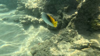 Balık. Balıklar. Mercan kayalıkları. Su altındaki mercan resiflerinde renkli yaşam. Renkli Tropikal Balıklar ve Deniz Hayatı. Sazlıktaki mercan kayalıklarında bir sürü balık var..