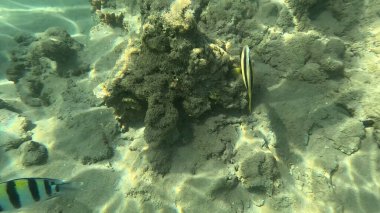 Balık. Balıklar. Mercan kayalıkları. Su altındaki mercan resiflerinde renkli yaşam. Renkli Tropikal Balıklar ve Deniz Hayatı. Sazlıktaki mercan kayalıklarında bir sürü balık var..