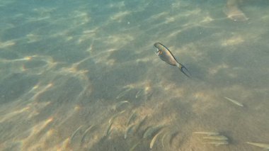 Balık. Balıklar. Mercan kayalıkları. Su altındaki mercan resiflerinde renkli yaşam. Renkli Tropikal Balıklar ve Deniz Hayatı. Sazlıktaki mercan kayalıklarında bir sürü balık var..