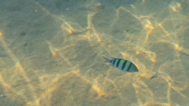 Balık. Balıklar. Mercan kayalıkları. Su altındaki mercan resiflerinde renkli yaşam. Renkli Tropikal Balıklar ve Deniz Hayatı. Sazlıktaki mercan kayalıklarında bir sürü balık var..