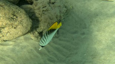 Balık. Balıklar. Mercan kayalıkları. Su altındaki mercan resiflerinde renkli yaşam. Renkli Tropikal Balıklar ve Deniz Hayatı. Sazlıktaki mercan kayalıklarında bir sürü balık var..