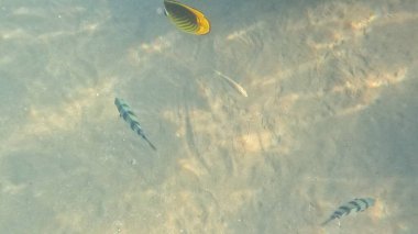Balık. Balıklar. Mercan kayalıkları. Su altındaki mercan resiflerinde renkli yaşam. Renkli Tropikal Balıklar ve Deniz Hayatı. Sazlıktaki mercan kayalıklarında bir sürü balık var..