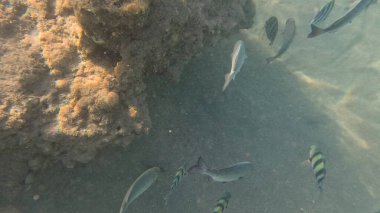 Balık. Balıklar. Mercan kayalıkları. Su altındaki mercan resiflerinde renkli yaşam. Renkli Tropikal Balıklar ve Deniz Hayatı. Sazlıktaki mercan kayalıklarında bir sürü balık var..