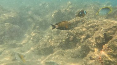 Balık. Balıklar. Mercan kayalıkları. Su altındaki mercan resiflerinde renkli yaşam. Renkli Tropikal Balıklar ve Deniz Hayatı. Sazlıktaki mercan kayalıklarında bir sürü balık var..
