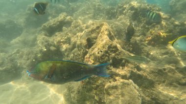 deniz kaplumbağası