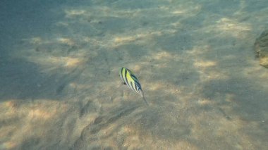 Sahilde güzel deniz balıkları