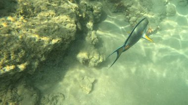 Maldivler içinde güzel deniz yaşamı