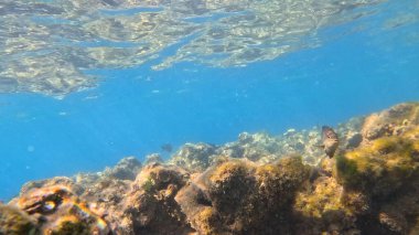 Mercanlı sualtı manzarası