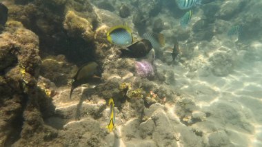 Denizin sualtı manzarası.