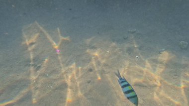 Sualtı sahnesi, renkli deniz yaşamı.