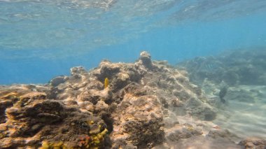 Mercan resifli ve denizli sualtı sahnesi