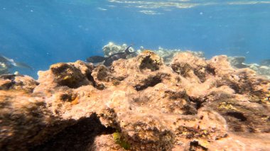 Kızıl denizdeki mercan resifinin güzel sualtı manzarası.