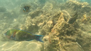 Deniz suyu, balık, su altı, deniz yaşamı.