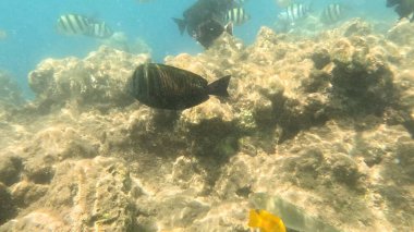 Kızıl denizde renkli deniz balıklarının olduğu sualtı sahnesi