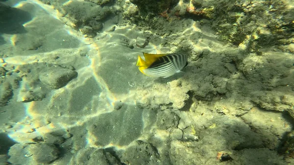 Balık. Balıklar. Mercan kayalıkları. Su altındaki mercan resiflerinde renkli yaşam. Renkli Tropikal Balıklar ve Deniz Hayatı. Sazlıktaki mercan kayalıklarında bir sürü balık var..