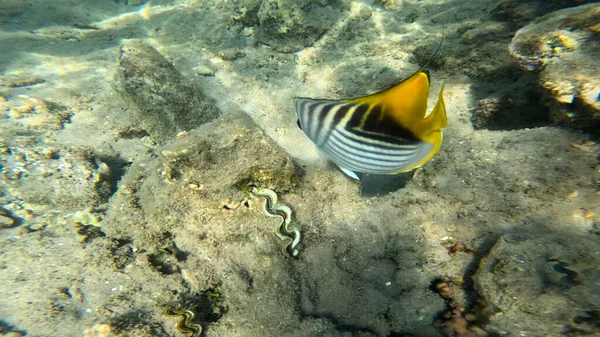 Deniz zemininde bir balığın sualtı görüntüsü