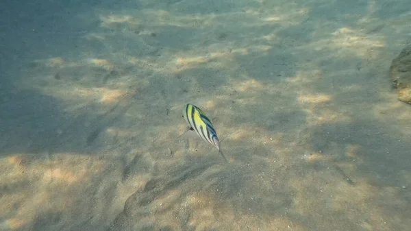 Sahilde güzel deniz balıkları