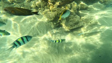 Balık. Balıklar. Mercan kayalıkları. Su altındaki mercan resiflerinde renkli yaşam. Renkli Tropikal Balıklar ve Deniz Hayatı. Sazlıktaki mercan kayalıklarında bir sürü balık var..