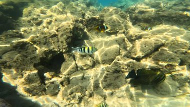 Balık. Balıklar. Mercan kayalıkları. Su altındaki mercan resiflerinde renkli yaşam. Renkli Tropikal Balıklar ve Deniz Hayatı. Sazlıktaki mercan kayalıklarında bir sürü balık var..