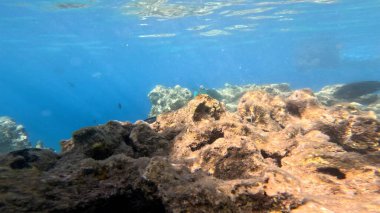 Balık. Balıklar. Mercan kayalıkları. Su altındaki mercan resiflerinde renkli yaşam. Renkli Tropikal Balıklar ve Deniz Hayatı. Sazlıktaki mercan kayalıklarında bir sürü balık var..