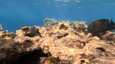 Balık. Balıklar. Mercan kayalıkları. Su altındaki mercan resiflerinde renkli yaşam. Renkli Tropikal Balıklar ve Deniz Hayatı. Sazlıktaki mercan kayalıklarında bir sürü balık var..