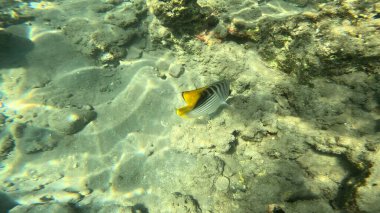 Balık. Balıklar. Mercan kayalıkları. Su altındaki mercan resiflerinde renkli yaşam. Renkli Tropikal Balıklar ve Deniz Hayatı. Sazlıktaki mercan kayalıklarında bir sürü balık var..