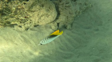 Balık. Balıklar. Mercan kayalıkları. Su altındaki mercan resiflerinde renkli yaşam. Renkli Tropikal Balıklar ve Deniz Hayatı. Sazlıktaki mercan kayalıklarında bir sürü balık var..