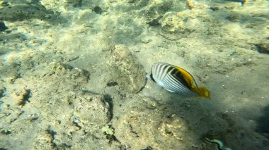 Balık. Balıklar. Mercan kayalıkları. Su altındaki mercan resiflerinde renkli yaşam. Renkli Tropikal Balıklar ve Deniz Hayatı. Sazlıktaki mercan kayalıklarında bir sürü balık var..