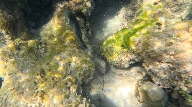 Balık. Balıklar. Mercan kayalıkları. Su altındaki mercan resiflerinde renkli yaşam. Renkli Tropikal Balıklar ve Deniz Hayatı. Sazlıktaki mercan kayalıklarında bir sürü balık var..