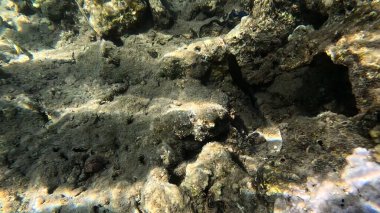 Balık. Balıklar. Mercan kayalıkları. Su altındaki mercan resiflerinde renkli yaşam. Renkli Tropikal Balıklar ve Deniz Hayatı. Sazlıktaki mercan kayalıklarında bir sürü balık var..