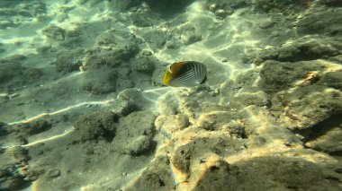 Balık. Balıklar. Mercan kayalıkları. Su altındaki mercan resiflerinde renkli yaşam. Renkli Tropikal Balıklar ve Deniz Hayatı. Sazlıktaki mercan kayalıklarında bir sürü balık var..