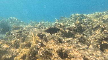 Balık. Balıklar. Mercan kayalıkları. Su altındaki mercan resiflerinde renkli yaşam. Renkli Tropikal Balıklar ve Deniz Hayatı. Sazlıktaki mercan kayalıklarında bir sürü balık var..