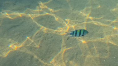 Balık. Balıklar. Mercan kayalıkları. Su altındaki mercan resiflerinde renkli yaşam. Renkli Tropikal Balıklar ve Deniz Hayatı. Sazlıktaki mercan kayalıklarında bir sürü balık var..