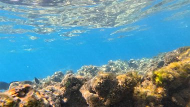 Balık. Balıklar. Mercan kayalıkları. Su altındaki mercan resiflerinde renkli yaşam. Renkli Tropikal Balıklar ve Deniz Hayatı. Sazlıktaki mercan kayalıklarında bir sürü balık var..