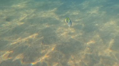 Denizin ve balığın sualtı manzarası