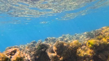 Denizin arka planında balık ve balıklı mercan kayalıkları