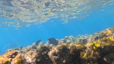 Mısırda deniz ve mavi su, sualtı fotoğrafı