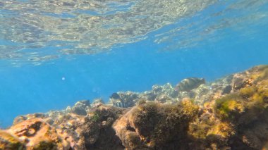 Büyük bir kayayla tropikal bir denizin sualtı manzarası