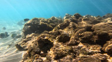 Balık ve mercanlarla dolu deniz altı yaşamı.