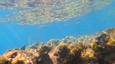 deniz altı yaşam arka planı