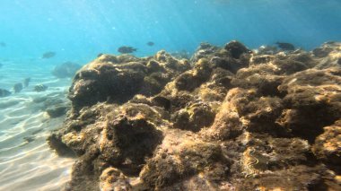 Deniz altı sahnesi, sualtı sahnesi.