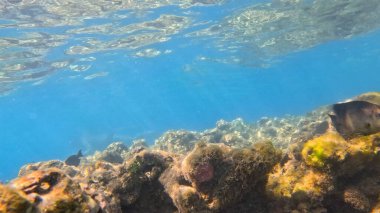 Kızıl denizdeki mercan kayalıkları sert kayalar, mercanlar, mercanlar ve mercanlarla