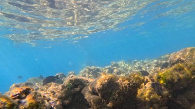 Balık. Balıklar. Mercan kayalıkları. Su altındaki mercan resiflerinde renkli yaşam. Renkli Tropikal Balıklar ve Deniz Hayatı. Sazlıktaki mercan kayalıklarında bir sürü balık var..