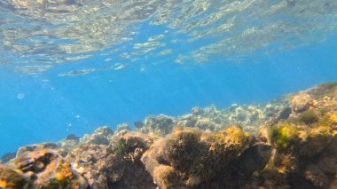 Balık. Balıklar. Mercan kayalıkları. Su altındaki mercan resiflerinde renkli yaşam. Renkli Tropikal Balıklar ve Deniz Hayatı. Sazlıktaki mercan kayalıklarında bir sürü balık var..