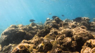 Balık. Balıklar. Mercan kayalıkları. Su altındaki mercan resiflerinde renkli yaşam. Renkli Tropikal Balıklar ve Deniz Hayatı. Sazlıktaki mercan kayalıklarında bir sürü balık var..