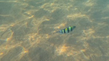 Balık. Balıklar. Mercan kayalıkları. Su altındaki mercan resiflerinde renkli yaşam. Renkli Tropikal Balıklar ve Deniz Hayatı. Sazlıktaki mercan kayalıklarında bir sürü balık var..