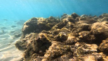 Balık. Balıklar. Mercan kayalıkları. Su altındaki mercan resiflerinde renkli yaşam. Renkli Tropikal Balıklar ve Deniz Hayatı. Sazlıktaki mercan kayalıklarında bir sürü balık var..