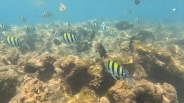 Balık. Balıklar. Mercan kayalıkları. Su altındaki mercan resiflerinde renkli yaşam. Renkli Tropikal Balıklar ve Deniz Hayatı. Sazlıktaki mercan kayalıklarında bir sürü balık var..